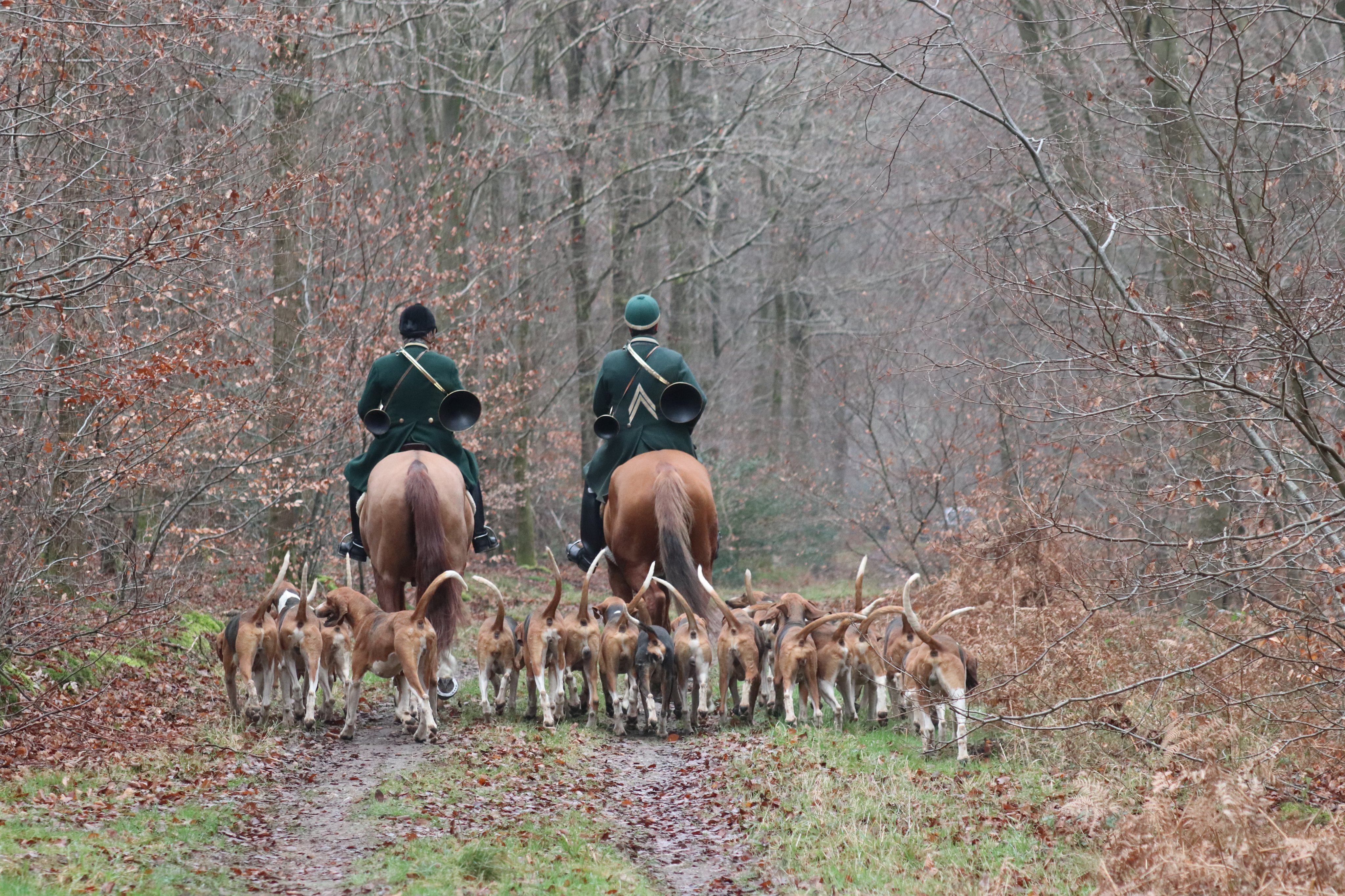 Chasse à courre